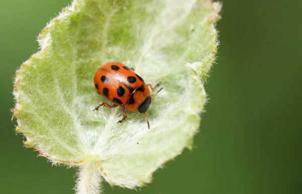 Leaf Beetle Gonioctena Decemnotata Покоится Листьях Осины Лесу — стоковое фото