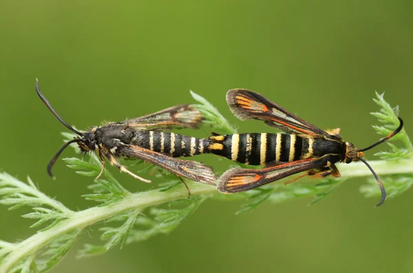 Een Zeldzaam Paar Paringsvlinders Met Zes Gordels Bembecia Ichneumoniformis Een — Stockfoto