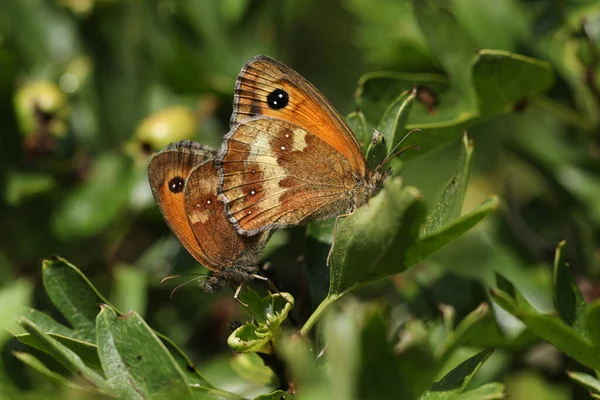 Une Paire Accouplement Papillon Gardien Porte Pyronia Tithonus Reposant Sur — Photo