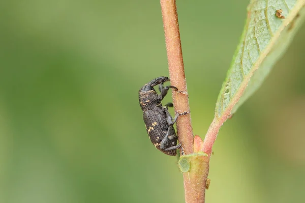 Large Pine Weevil Hylobius Abietis Resting Twig — Stock Photo, Image