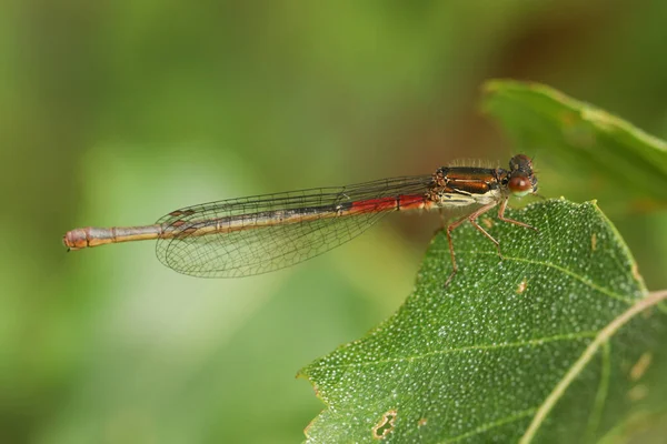 Pretty Small Red Damselfly Ceriagrion Tenellum Resting Leaf — Stock Photo, Image