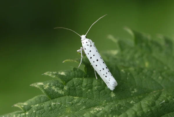 Tiny Ermine Moth Yponomeuta Resting Leaf Stinging Nettle Plant — Stock Photo, Image