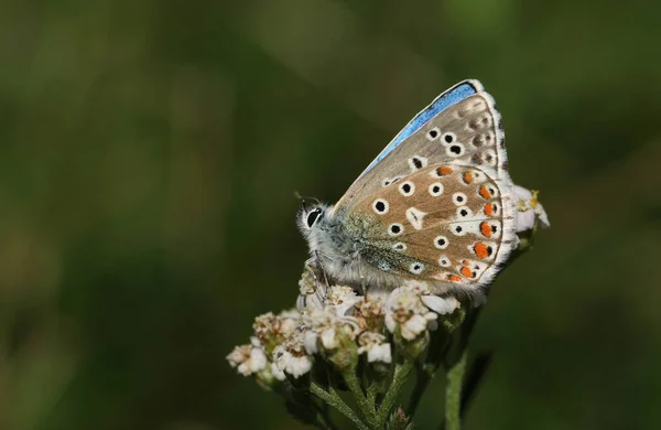 Egy Adonisz Kék Pillangó Polyommatus Bellargus Egy Cickafarkas Virágon Üldögél — Stock Fotó
