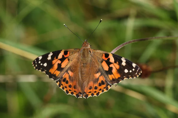 Eine Wunderschöne Schmetterlingsdame Vanessa Cardui Nektiert Auf Einer Wildblume — Stockfoto
