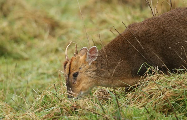 Een Prachtige Bok Muntjac Deer Muntiacus Reevesi Voeden Een Veld — Stockfoto