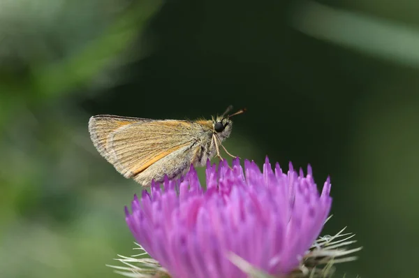 Ein Hübscher Essex Skipper Thymelicus Lineola Der Auf Einer Distelblume — Stockfoto