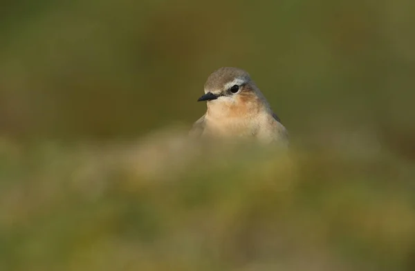 Потрясающая Самка Wheatear Oenanthe Oenanthe Охотится Насекомыми Поесть Причалах Дурхэма — стоковое фото