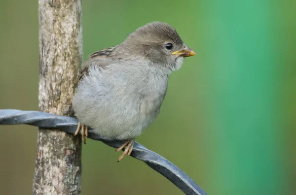 Bebê Bonito House Sparrow Passer Domesticus Poleiro Poste Arame Primavera — Fotografia de Stock