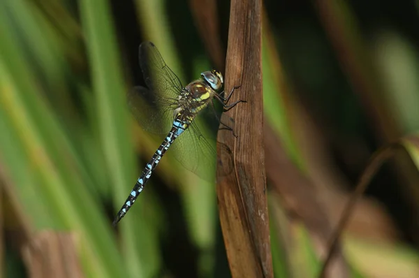 Eine Männliche Wanderlibelle Aeshna Mixta Thront Auf Einem Schilf Rande — Stockfoto