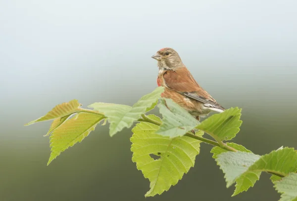 Homem Deslumbrante Linnet Linaria Cannabina Pousando Galho Uma Árvore — Fotografia de Stock