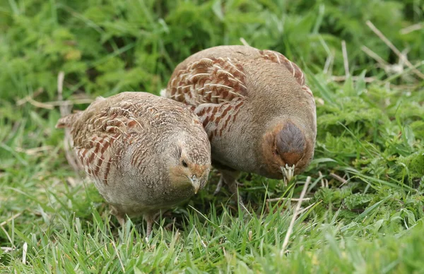 Een Paar Zeldzame Grijze Patrijs Perdix Perdix Voedend Een Veld — Stockfoto