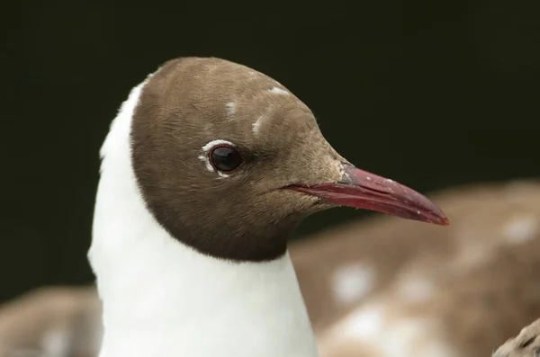 Een Foto Van Een Meeuw Met Zwart Hoofd Chroicocephalus Ridibundus — Stockfoto