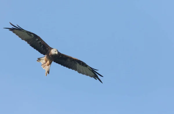 Hunting Red Kite Milvus Milvus Flying Blue Sky — Stockfoto