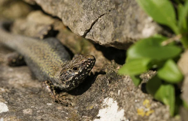 Красивый Самец Настенной Ящерицы Podarcis Muralis Греющийся Каменной Стене Дорсе — стоковое фото