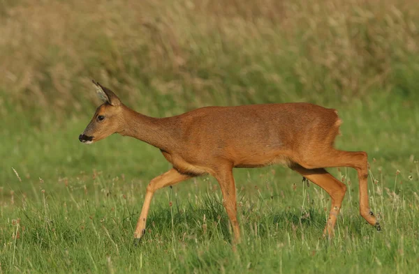 Una Capriola Femmina Capreolus Capreolus Che Cammina Prato Mattina Presto — Foto Stock