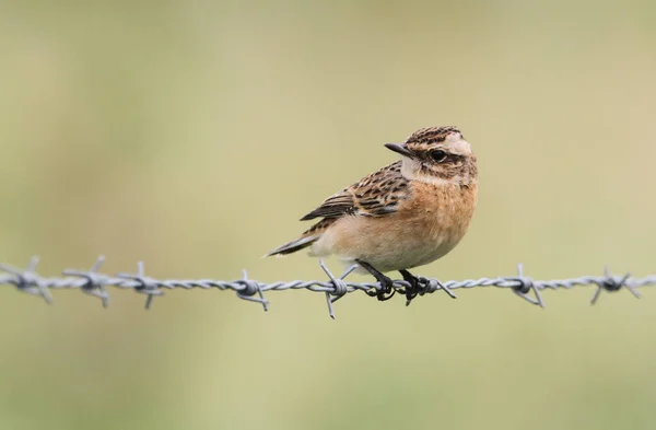 Oszałamiający Whinchat Saxicola Rubetra Siedzący Drucie Kolczastym — Zdjęcie stockowe