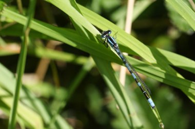 Yeni ortaya çıkan Mavi Damselfly, Enallagma cyathigerum, baharda bir ot yaprağına tüneyen.