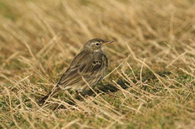 Güzel bir Rock Pipit, Anthus Petrosus, çimlerin üzerine tünemiş. Yemek için böcek avlıyor..