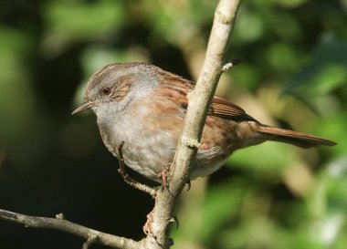 Güzel bir Dunnock, Prunella modülleri, ya da dikenli bir ağacın dalına tünemiş bir çit serçesi. 
