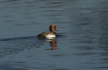 Güzel bir kırmızı ibikli Pochard, Netta Rufina, gölde yüzüyor..