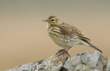 Durham, İngiltere 'de bir kayanın tepesine tünemiş güzel bir Meadow Pipit, Anthus pratensis..