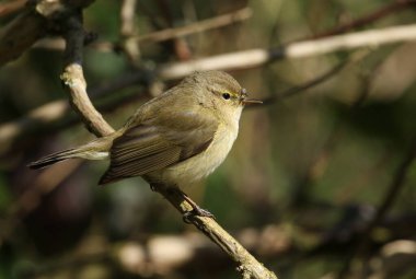Tatlı bir Chiffchaff, Phylloscopus collybita, bir ağacın dalına tünemiş..
