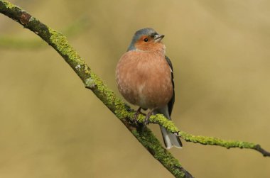 A stunning male Chaffinch, Fringilla coelebs, perching on a lichen covered branch in a tree.
