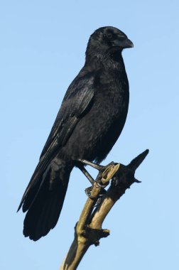 Bir Carrion Crow, Corvus corone, ormanlık alanda bir ağacın dalında oturuyor.. 