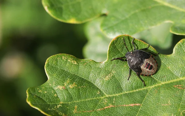 Gorse Shieldbug Nymph Piezodorus Lituratus Perched Leaf — Stock Photo, Image