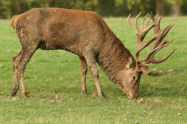 Large Red Deer Stag Cervus Elaphus Smelling Scent Grass Rutting — Stockfoto