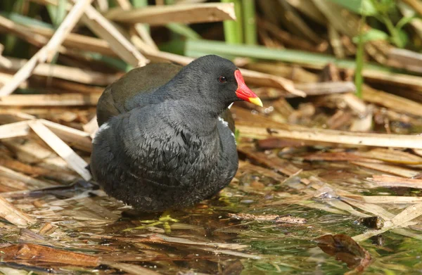 Moorhen Gallinula Chloropus Sitting Edge Reeds Lake — Photo