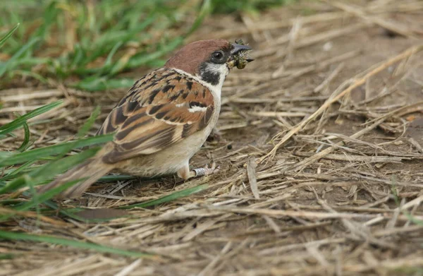 Raro Gorrión Árbol Passer Montanus Alimentándose Una Oruga Suelo Reino —  Fotos de Stock