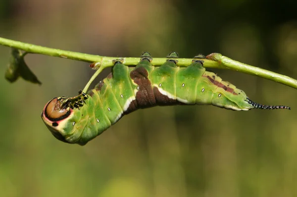 Μια Εκπληκτική Puss Moth Caterpillar Cerura Vinulais Στηρίζεται Ανάποδα Ένα — Φωτογραφία Αρχείου