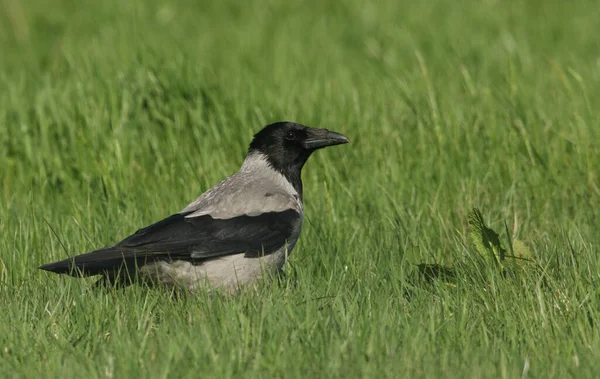 苏格兰奥克尼 一只头冠乌鸦 Corvus Cornix 在草地上觅食 — 图库照片
