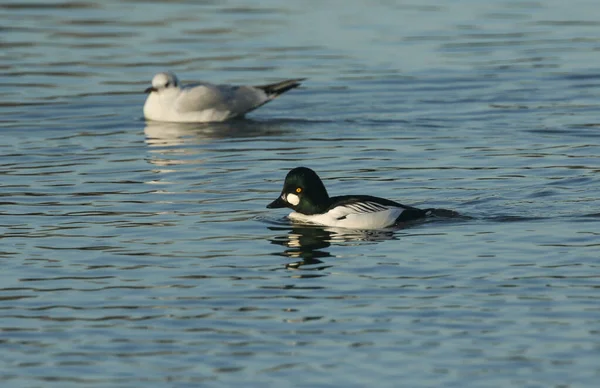 Male Goldeneye Bucephala Clangula Swimming Lake — Stock fotografie