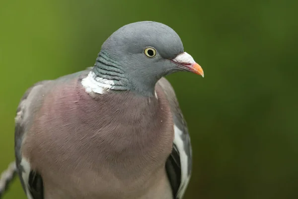 Une Photo Tête Joli Pigeon Des Bois Columba Palumbus — Photo