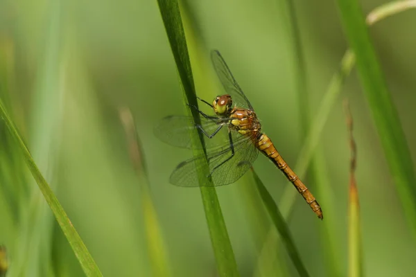 Ένα Νεοεμφανιζόμενο Ruddy Darter Dragonfly Sympetrum Sanguineum Σκαρφαλωμένο Ένα Καλάμι — Φωτογραφία Αρχείου