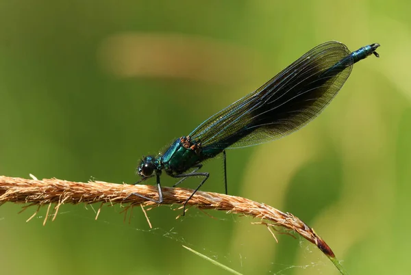 Framväxande Hane Banded Demoiselle Dragonfly Calopteryx Splendens Sittande Blomman Vass — Stockfoto