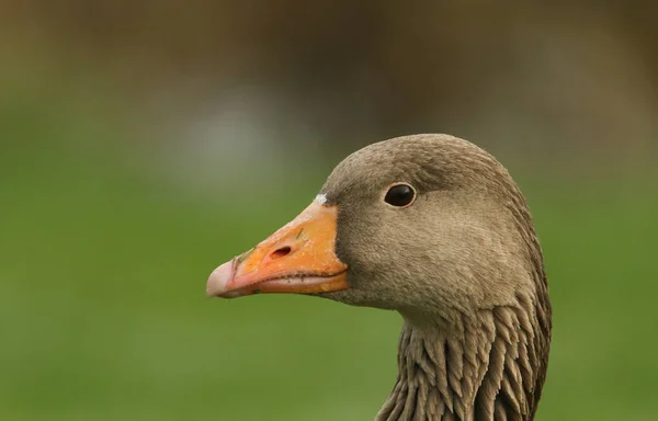 Egy Kép Egy Gyönyörű Greylag Goose Ról Anser Anser — Stock Fotó