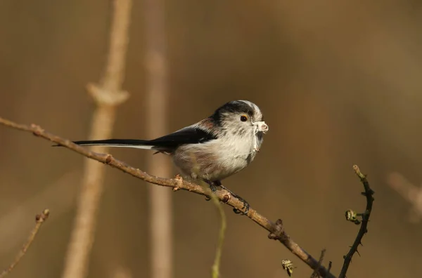 Long Tailed Tit Aegithalos Caudatus Perched Branch Tree Nesting Material — Stock Fotó