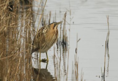 Nadir bir Bittern, Botaurus yıldızları, balık avlamak için kamış yatağında bir kanalı geçer..