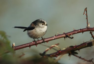 A long-tailed Tit, Aegithalos caudatus, perched on a branch of a bramble bush in winter.