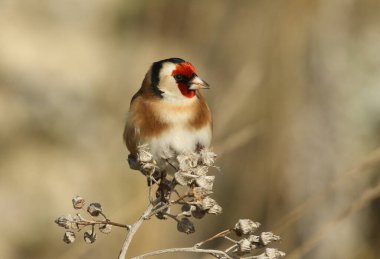 Güzel bir ispinoz kuşu, Carduelis carduelis, vahşi bir bitkinin tohumlarıyla besleniyor..