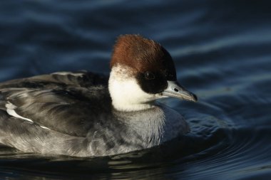 Bir Smew, Mergus Albellus, gölde yüzerken. Yiyecek balık yakalamak için suya dalıyor..