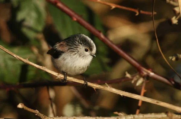 Long Tailed Tit Aegithalos Caudatus Perched Branch Bramble Bush Winter — стоковое фото