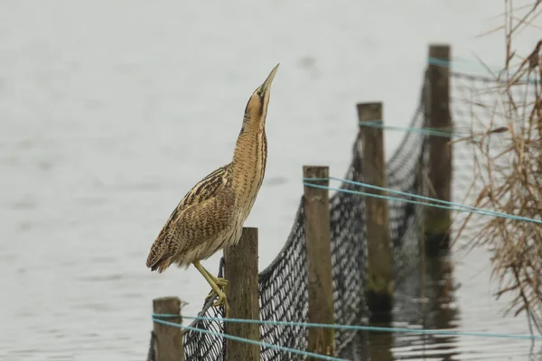 Bittern Raro Botaurus Stellaris Empoleirado Poste Borda Lago Olhando Para — Fotografia de Stock