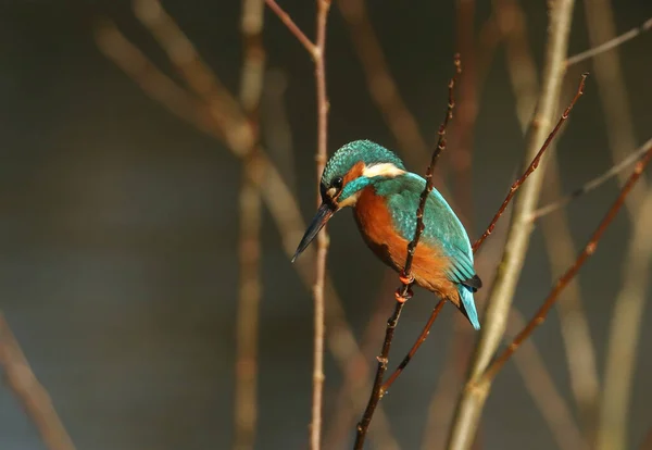 Söt Kvinnlig Kungsfiskare Alcedo Sitter Gren Det Har Dykt Ner — Stockfoto