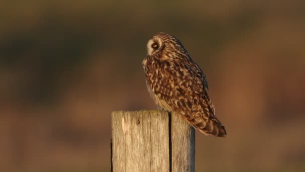 Beautiful Short Eared Owl Asio Flammeus Perched Fence Post — Stock Video