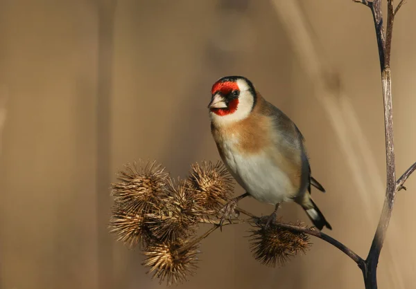 Krásná Goldfinch Carduelis Carduelis Sedící Živící Semeny Divoké Větší Lopuchu — Stock fotografie