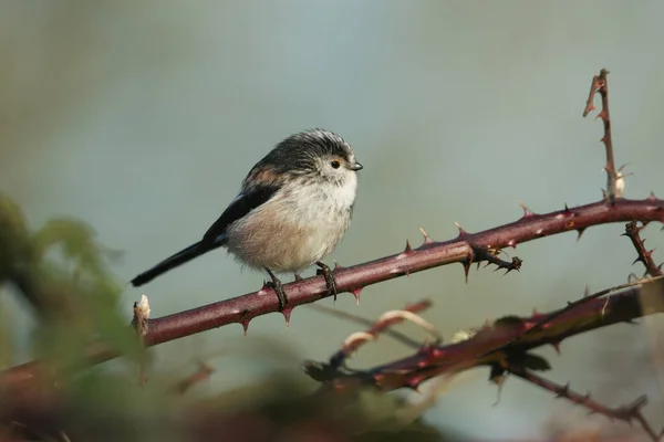 Long Tailed Tit Aegithalos Caudatus Perched Branch Bramble Bush Winter — Stockfoto